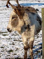 Winter Sun below zero 11-2-12