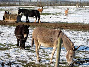 Winter Sun below zero 11-2-12