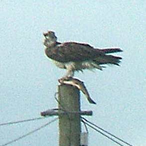 Osprey