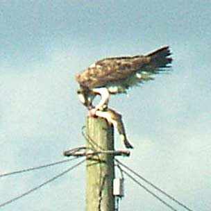 Osprey