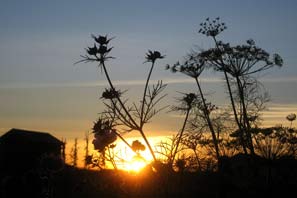 Allotment view