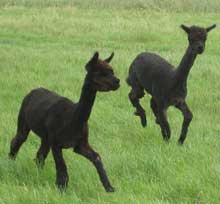alpacas greet us