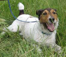 even dogs need a rest