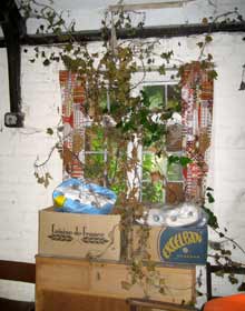 Invasion by plants
