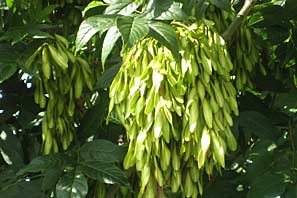 Views around Cropwell September 2010