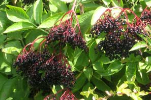 Views around Cropwell September 2010