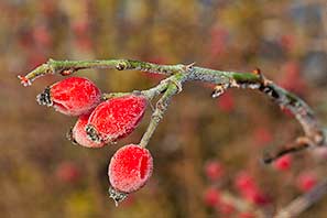 Snow and Frost in December 2011