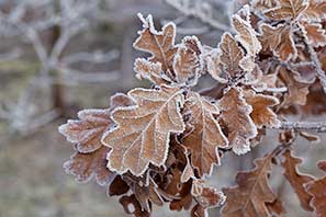 Snow and Frost in December 2011