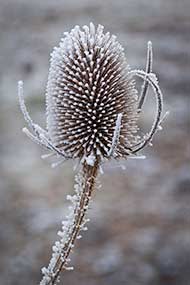 Snow and Frost in December 2011