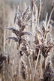Snow and Frost in December 2011