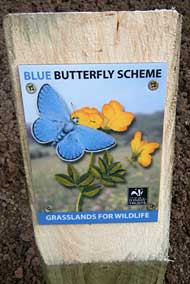 Wild Flower Planting