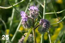 Purple seed head