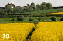 path through Rape seed field
