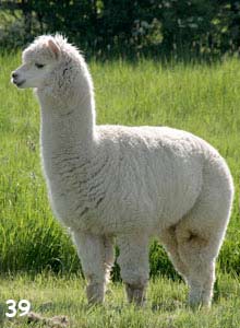 Alpaca