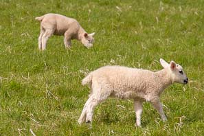 Cropwell Butler Walk