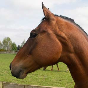 Cropwell Butler Walk
