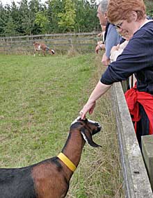 goats at Skylarks