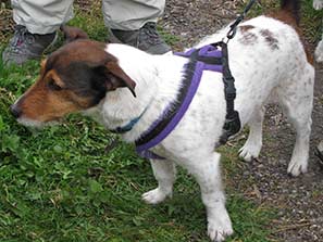 Walk 27-3-11 26-12-10