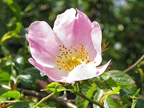 Walk 27-3-11 26-12-10