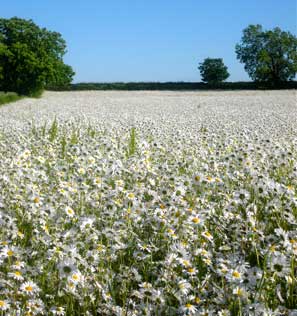 daisy field