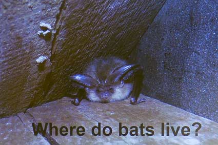 Bats