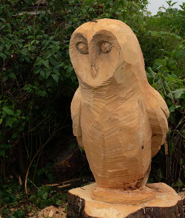 owl