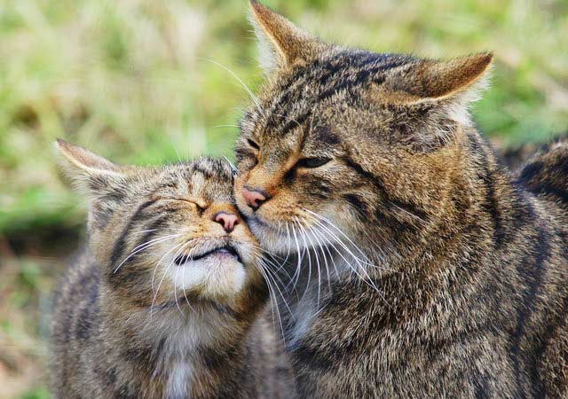 Scottish Wildcat: only 35 Left!