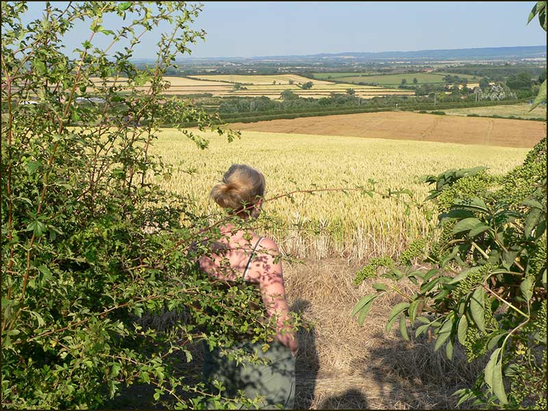 View towards Belvoir Castle