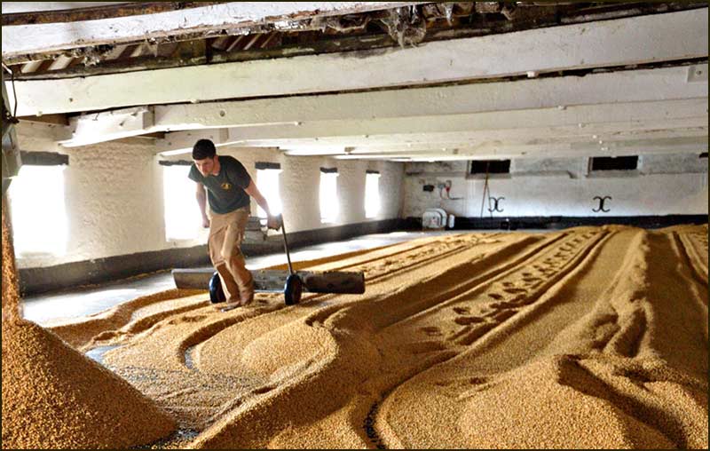 Traditional malting