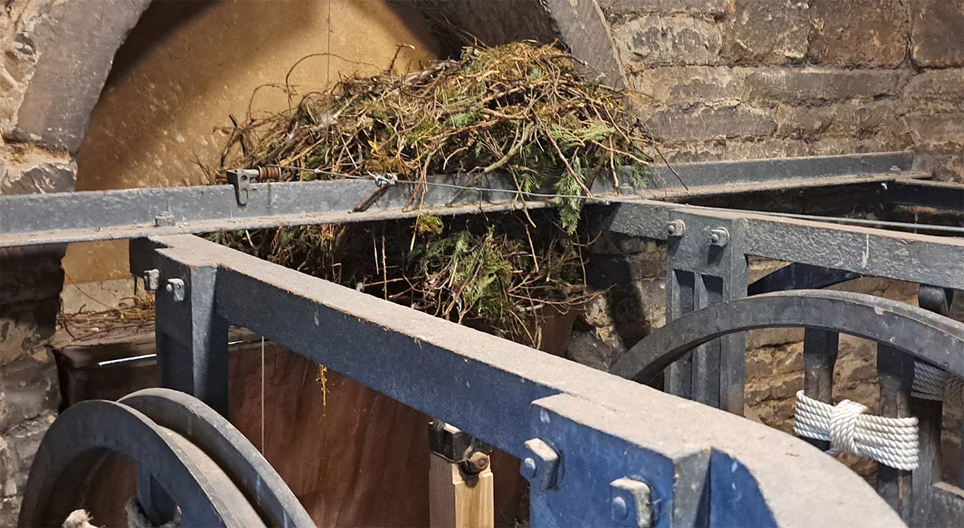 Jackdaws