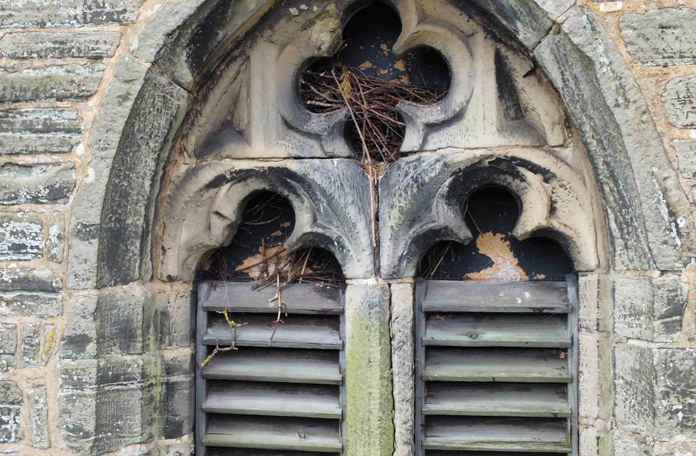 Jackdaws