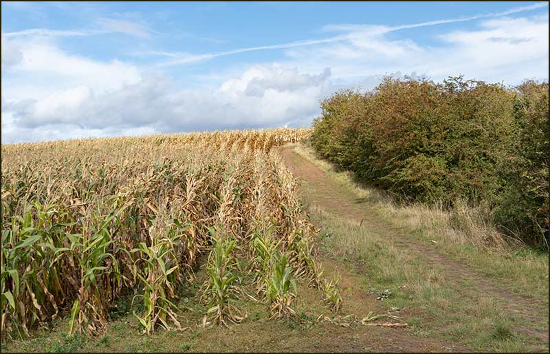Cropwell Lock Walk