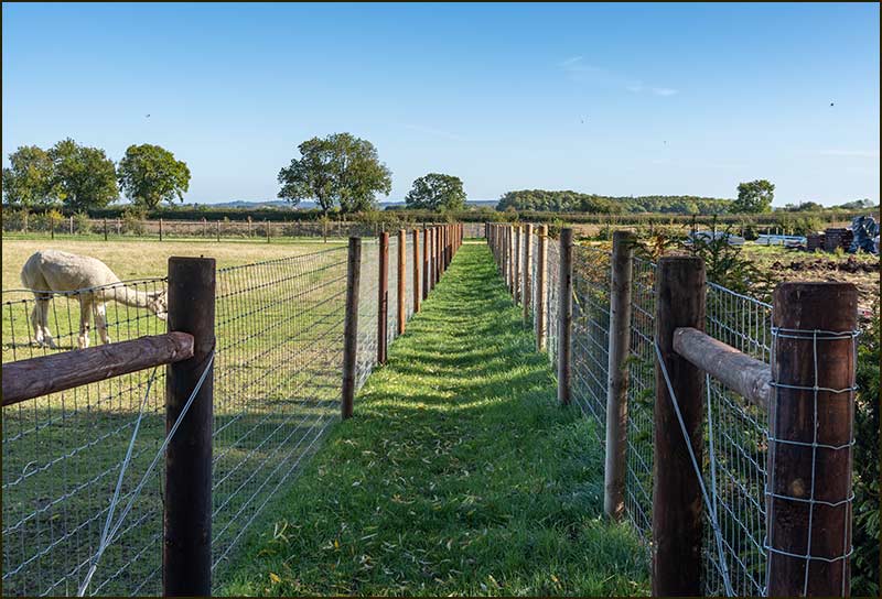 Fern Field Walk