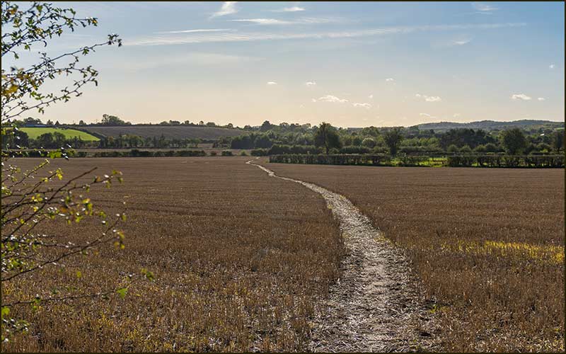 Fern Field Walk